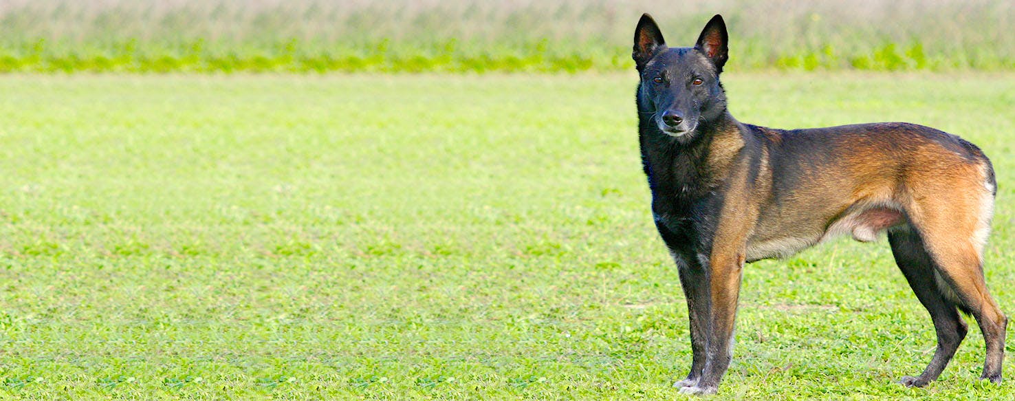 Religious Figure Dog Names Popular Male and Female Names Wag!